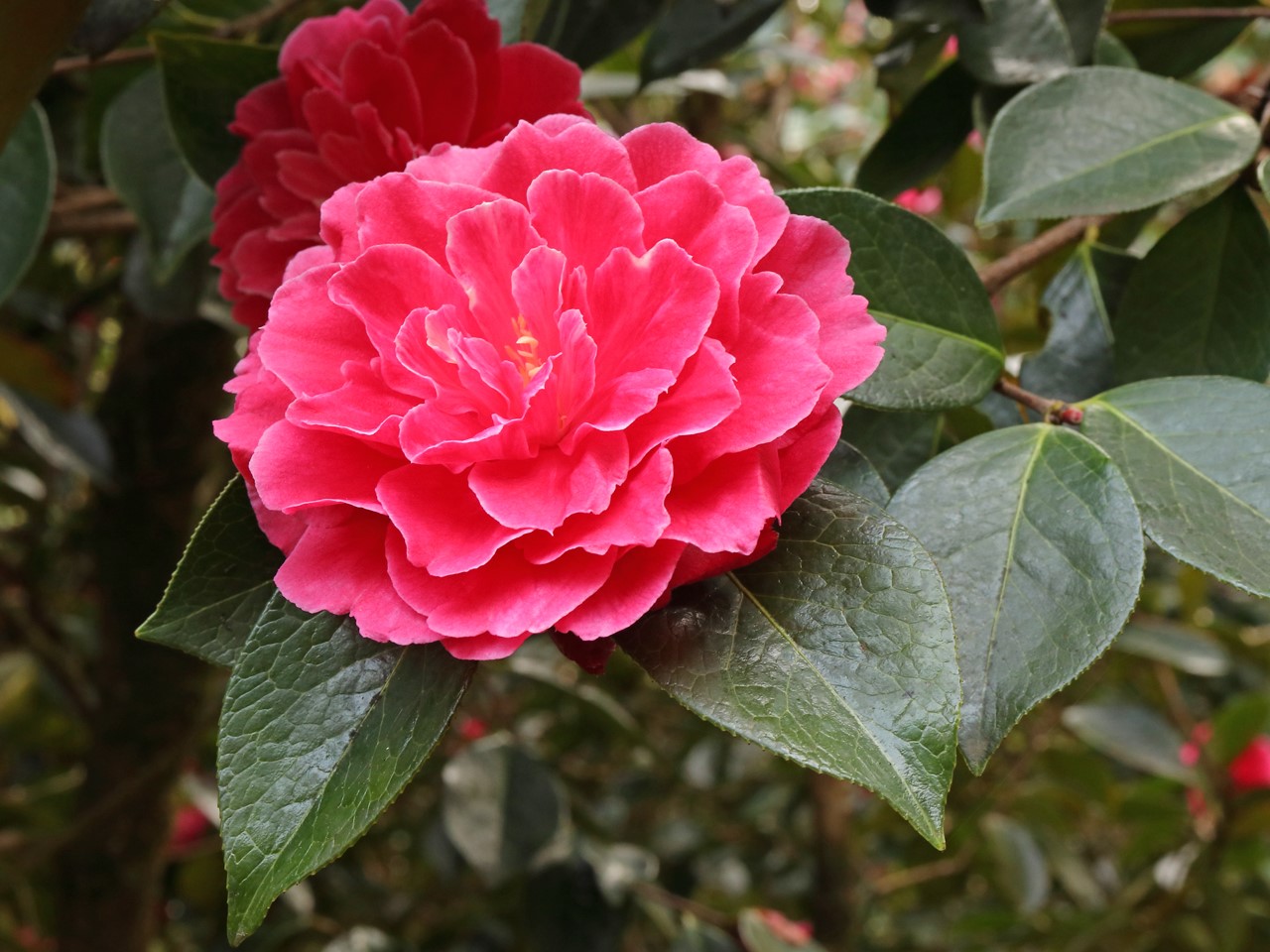 C reticulata 'Songzilin'